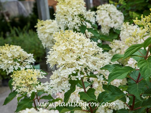 'Phantom' Hydrangea (Hydrangea paniculata)